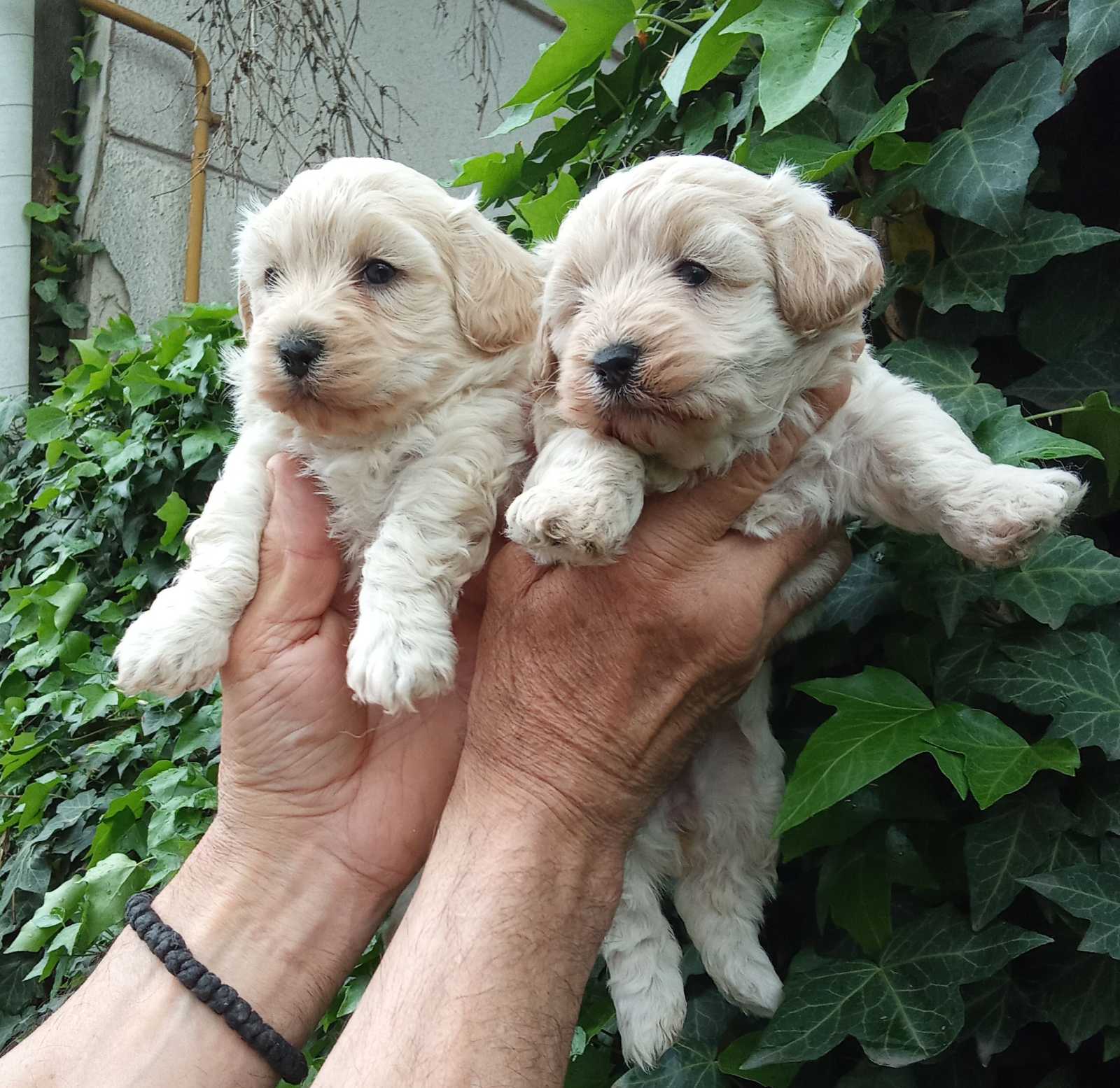 MALTIPOO
