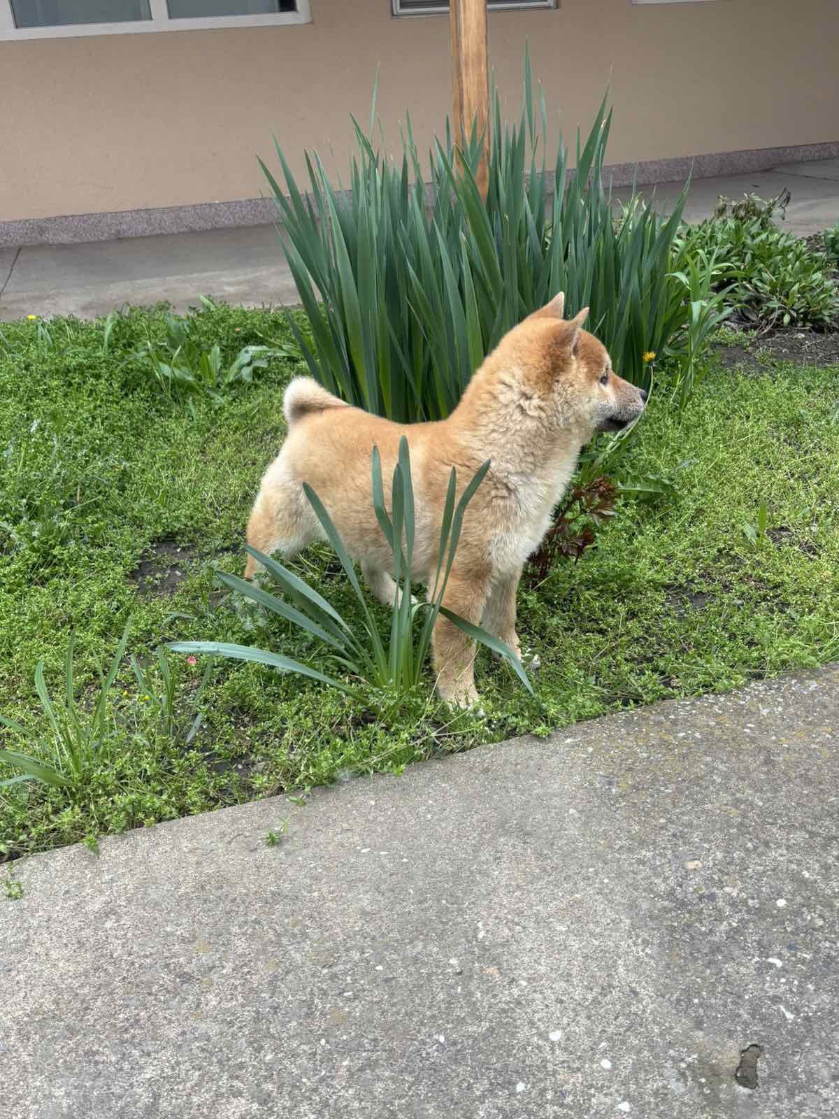 Šampionsko leglo Shiba inu