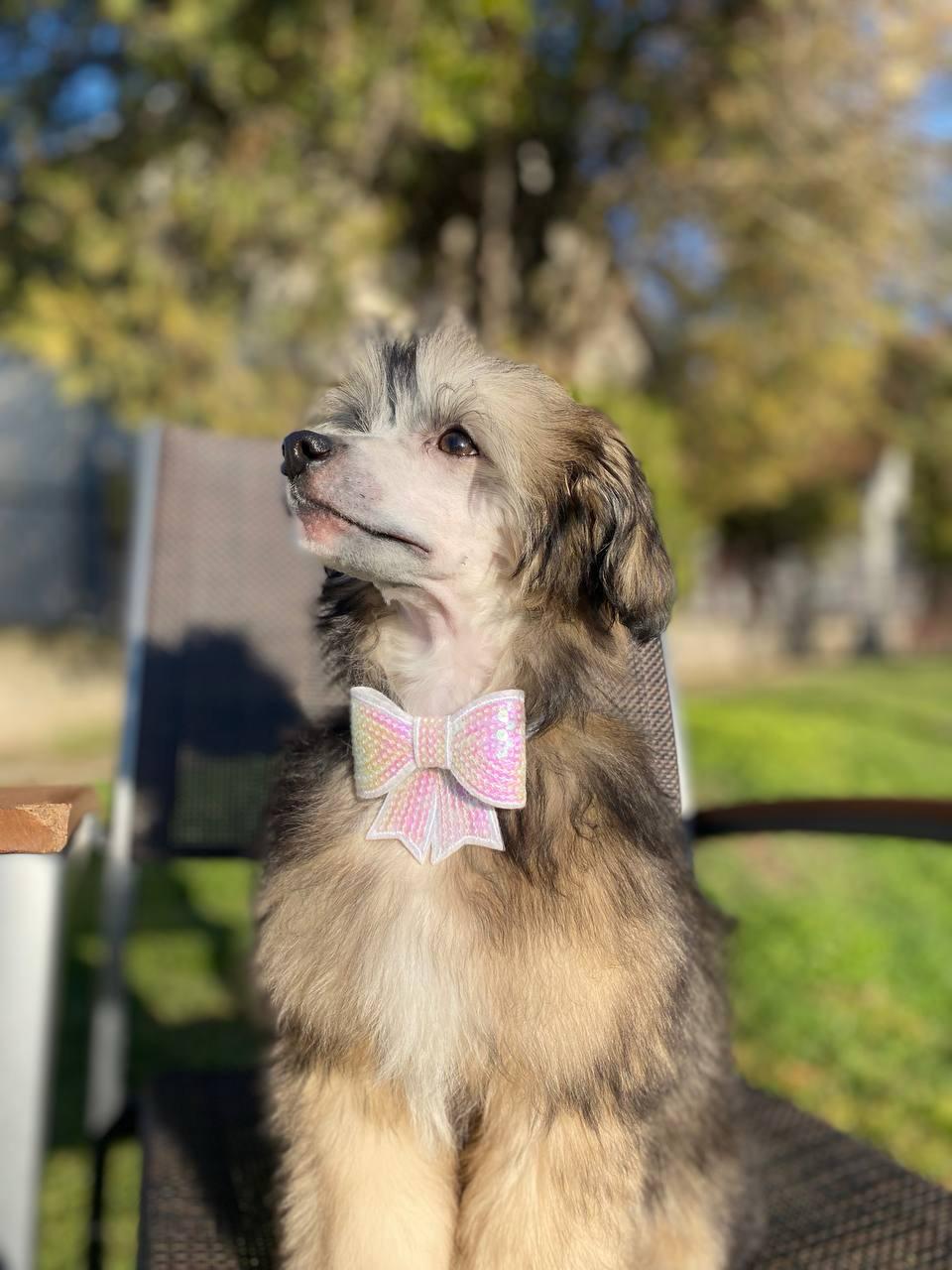 Kineski ćubasti pas muško štene