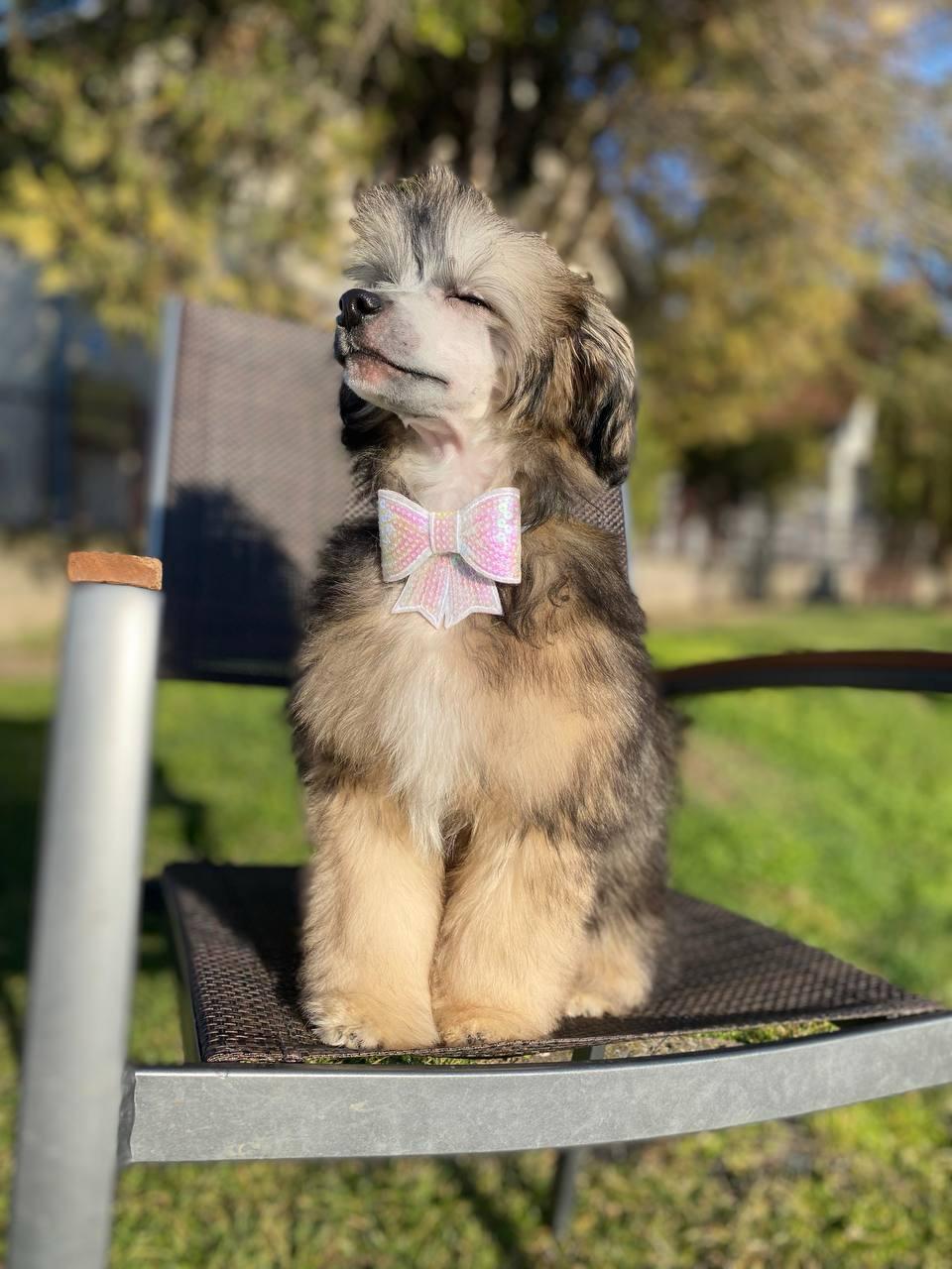 Kineski ćubasti pas muško štene