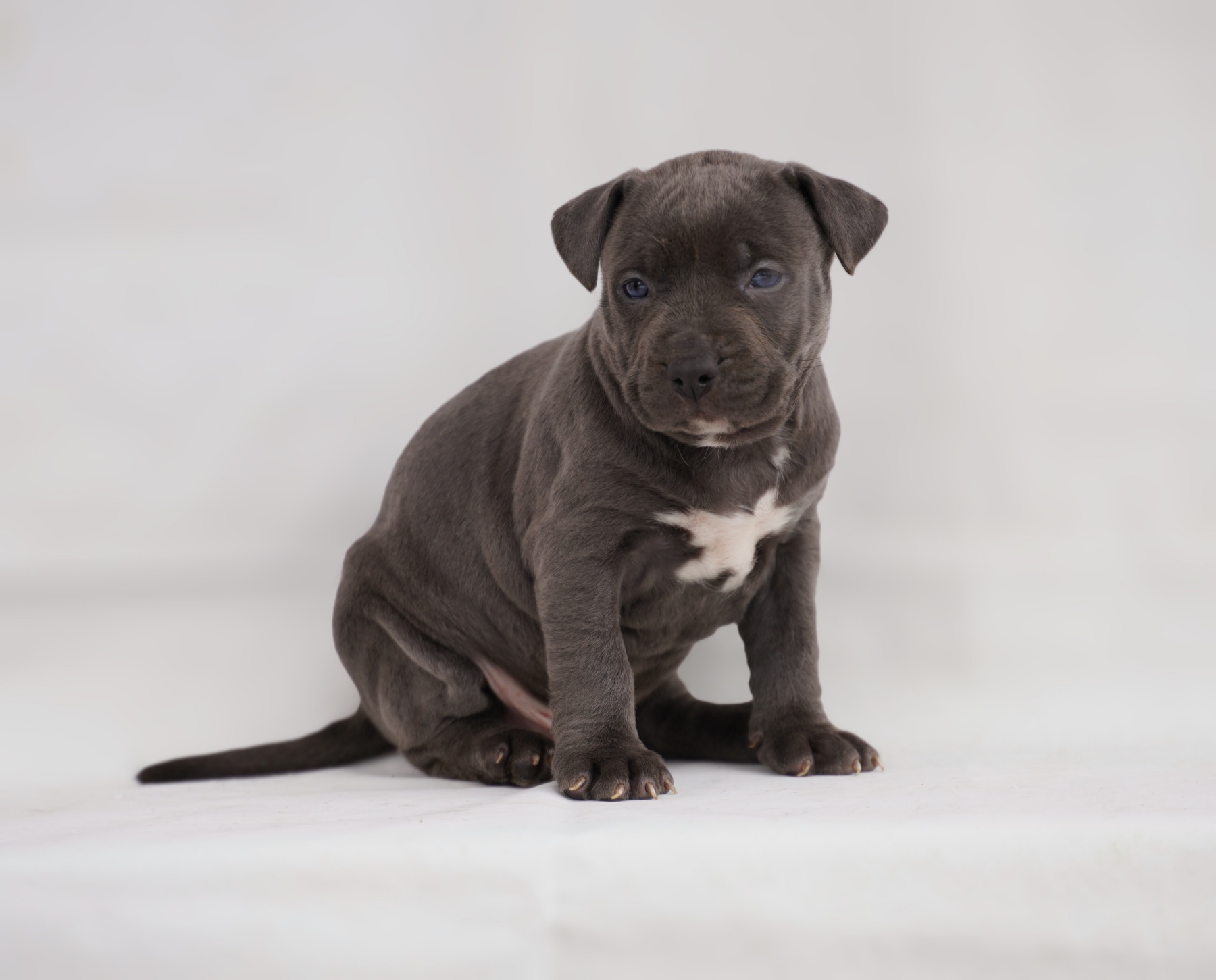 Exotic pit bull stenci na prodaju