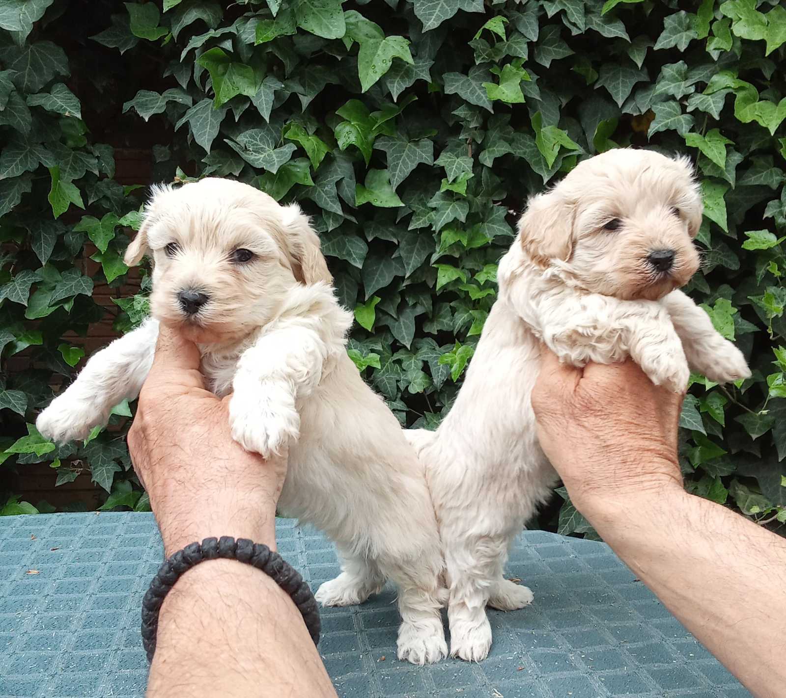 MALTIPOO