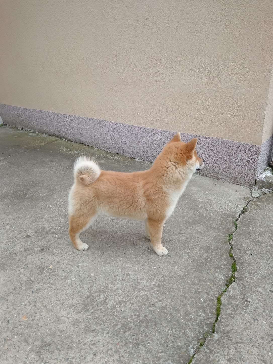 Šampionsko leglo Shiba inu