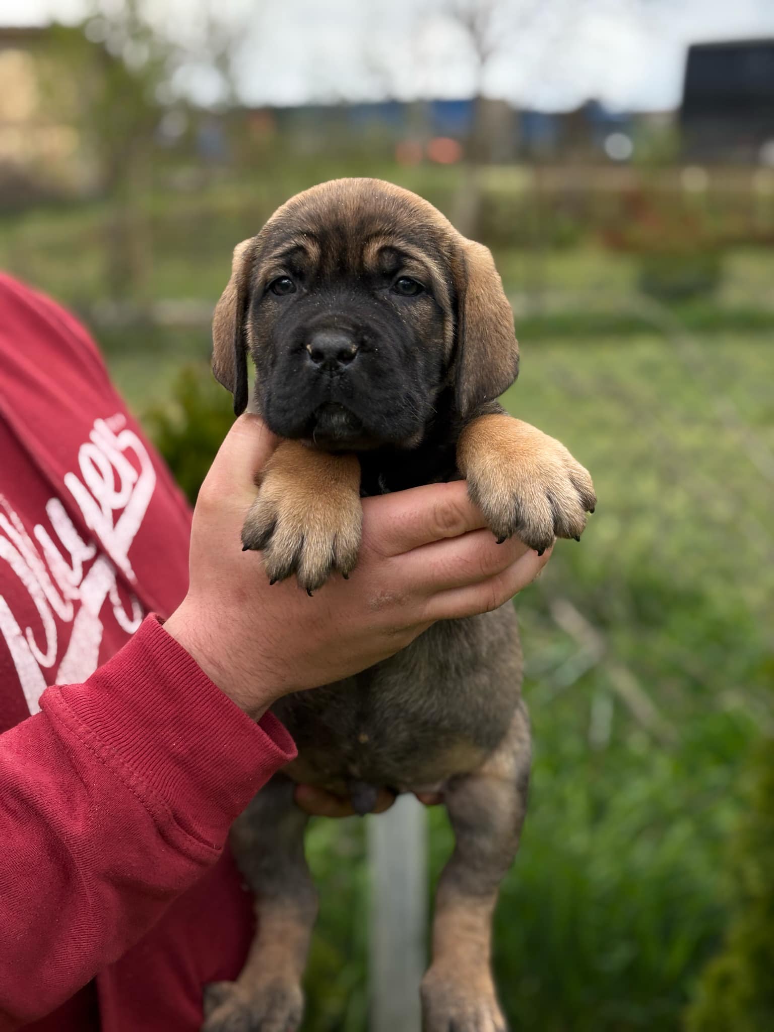 Cane Corso Kane Korso štenci