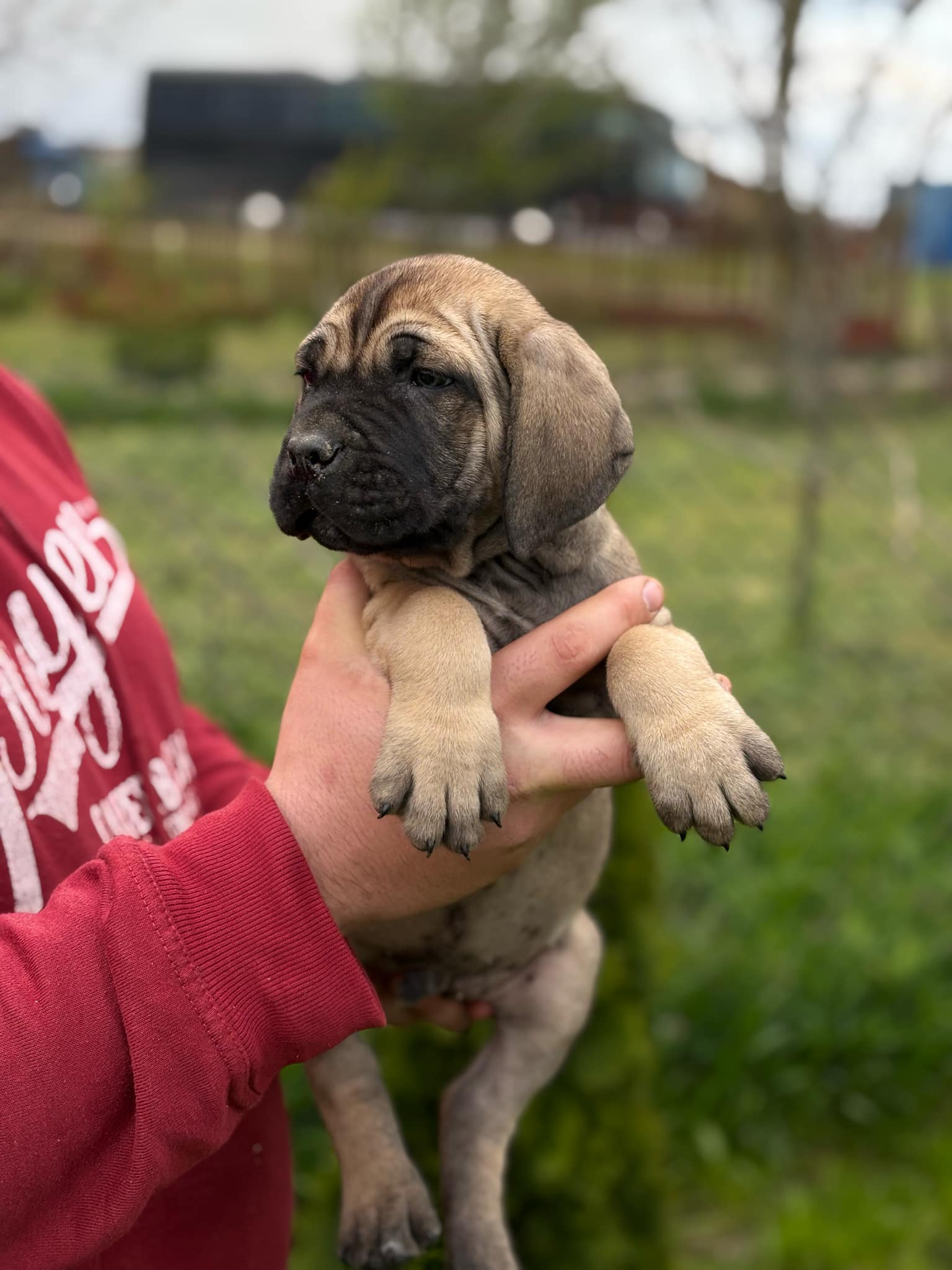 Cane Corso Kane Korso štenci