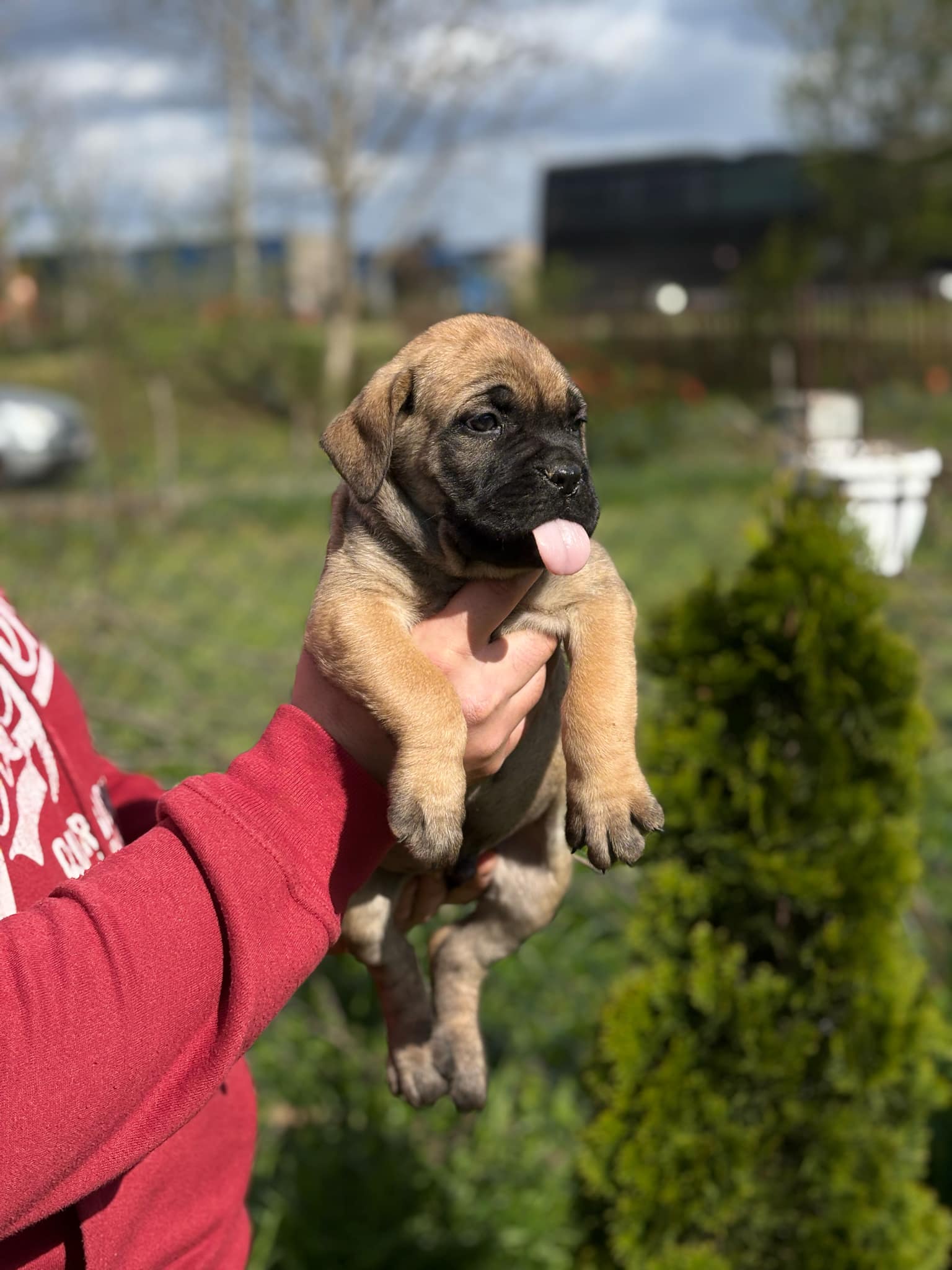 Cane Corso Kane Korso štenci
