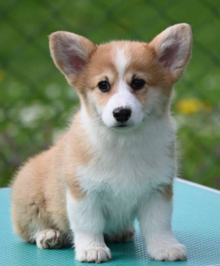 Velski korgi/Welsh Corgi Pembroke