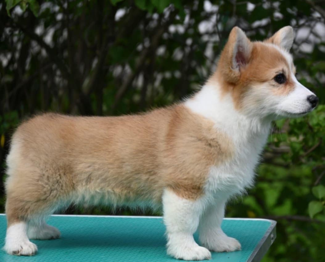 Velski korgi/Welsh Corgi Pembroke