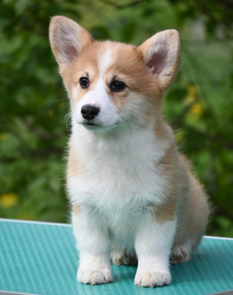 Velski korgi/Welsh Corgi Pembroke