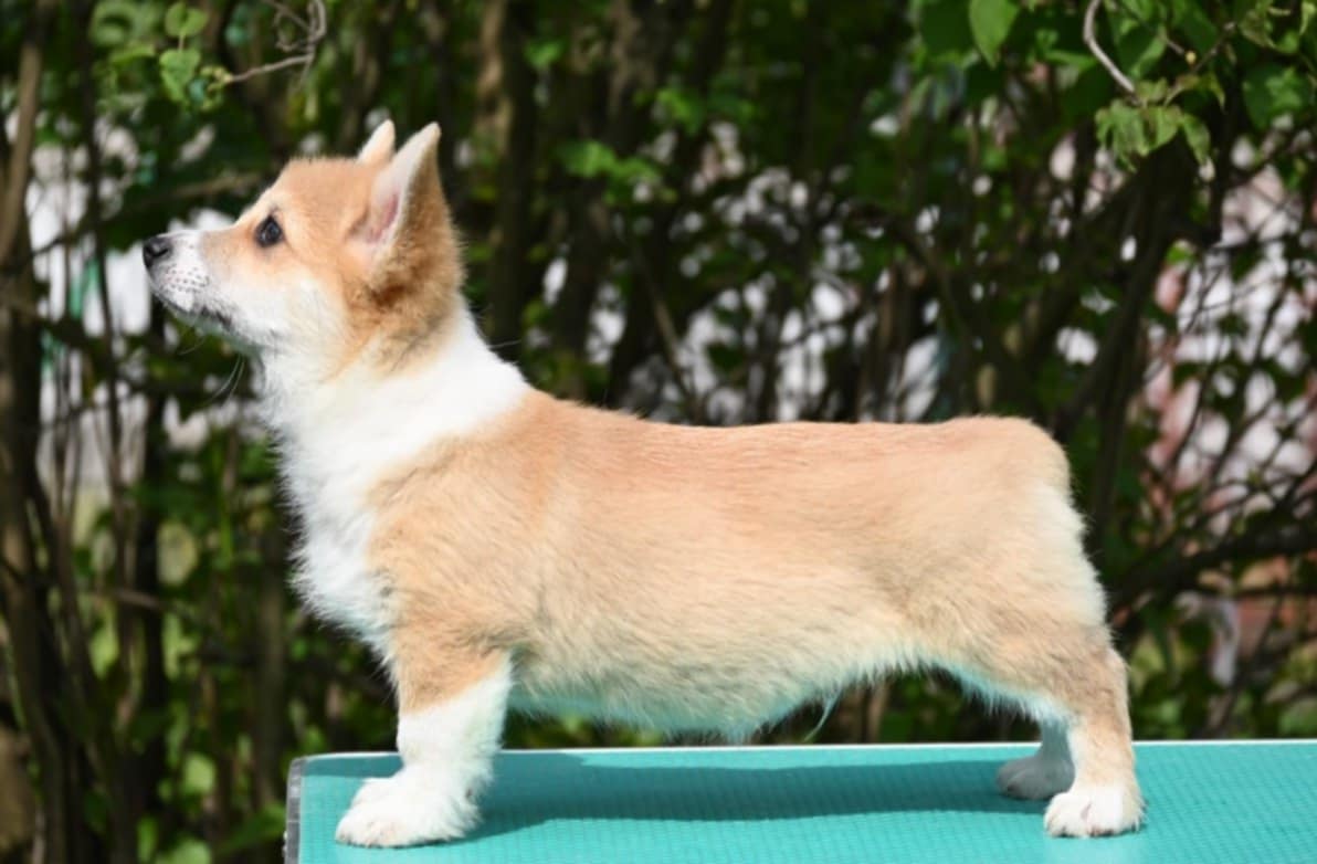 Velski korgi/Welsh Corgi Pembroke