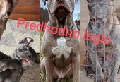 Exotic pit bull stenci na prodaju