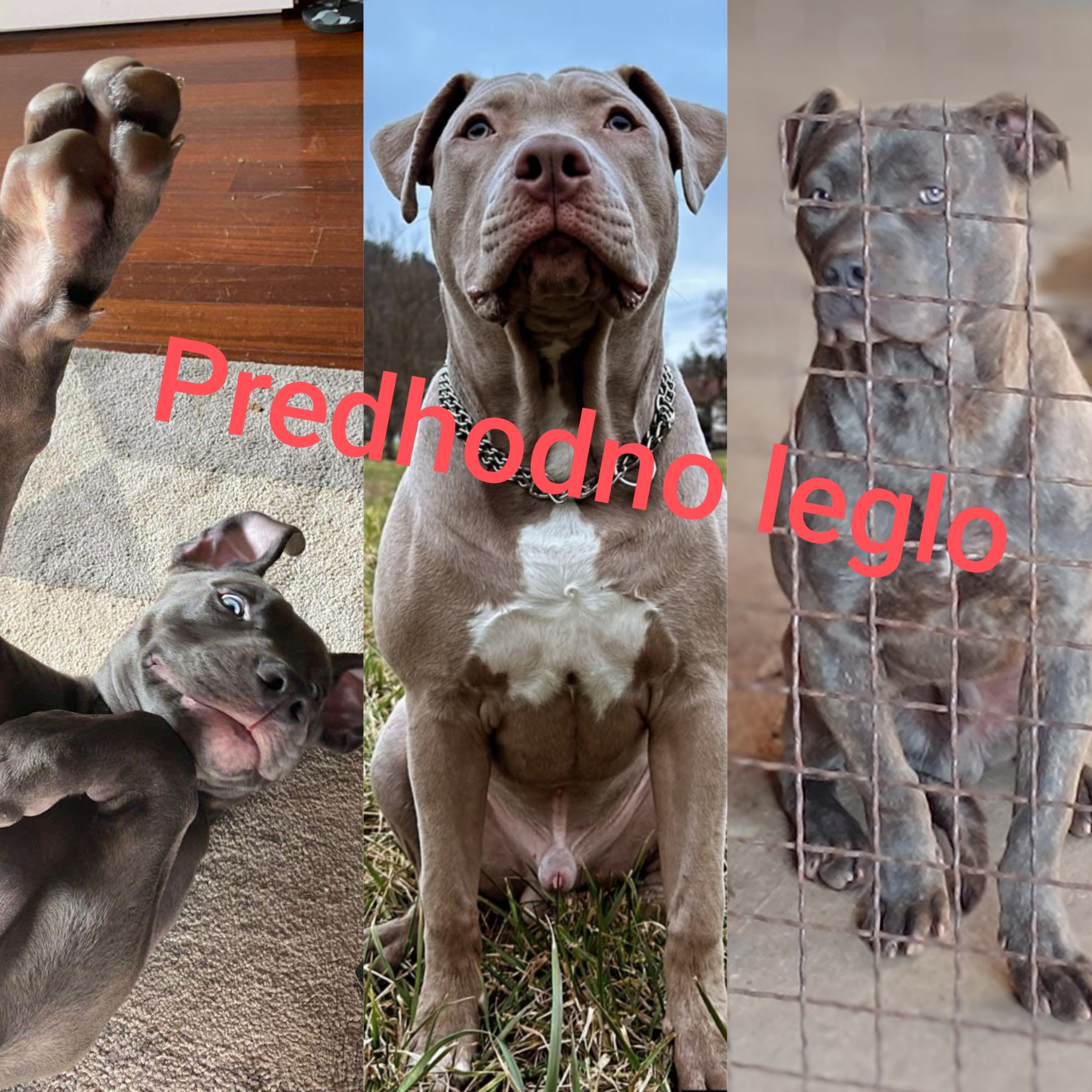 Exotic pit bull stenci na prodaju