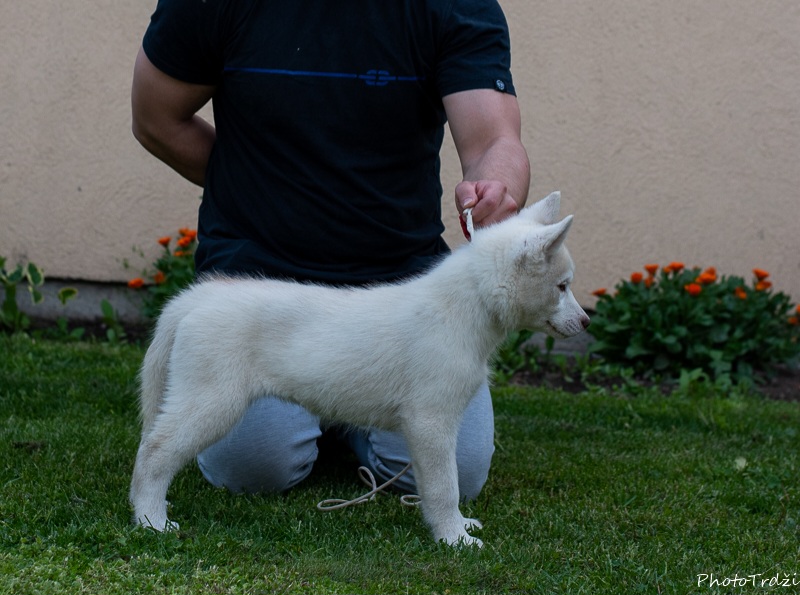 Sibirski Haski štenci