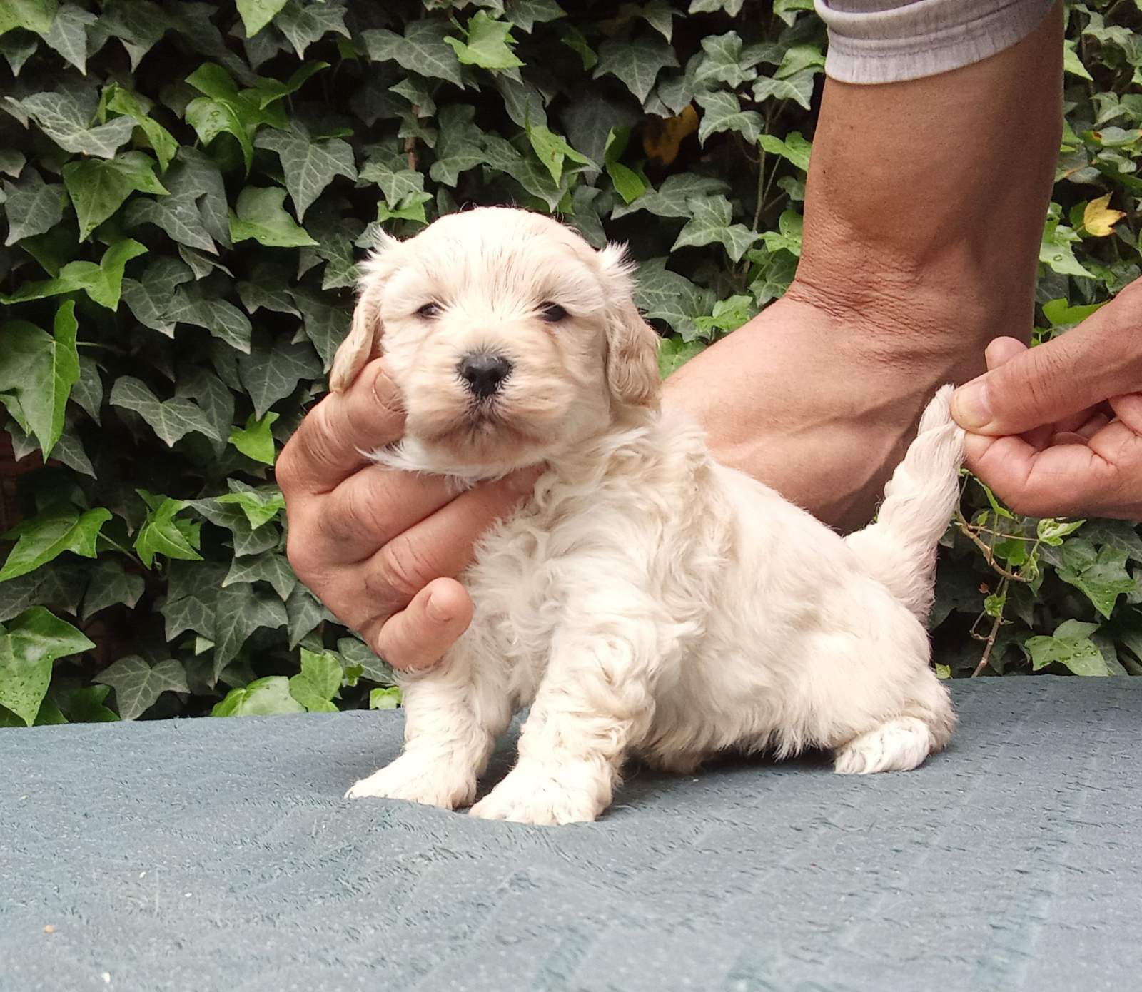 MALTIPOO