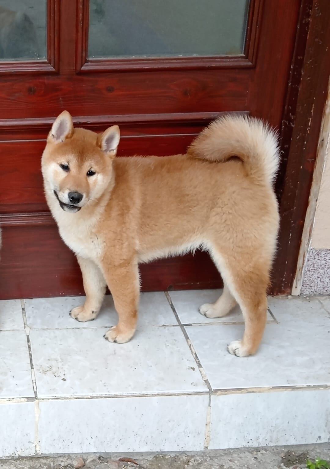 Šampionsko leglo Shiba inu