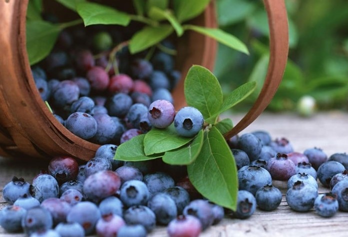 SADNICE SUMSKE BOROVNICE