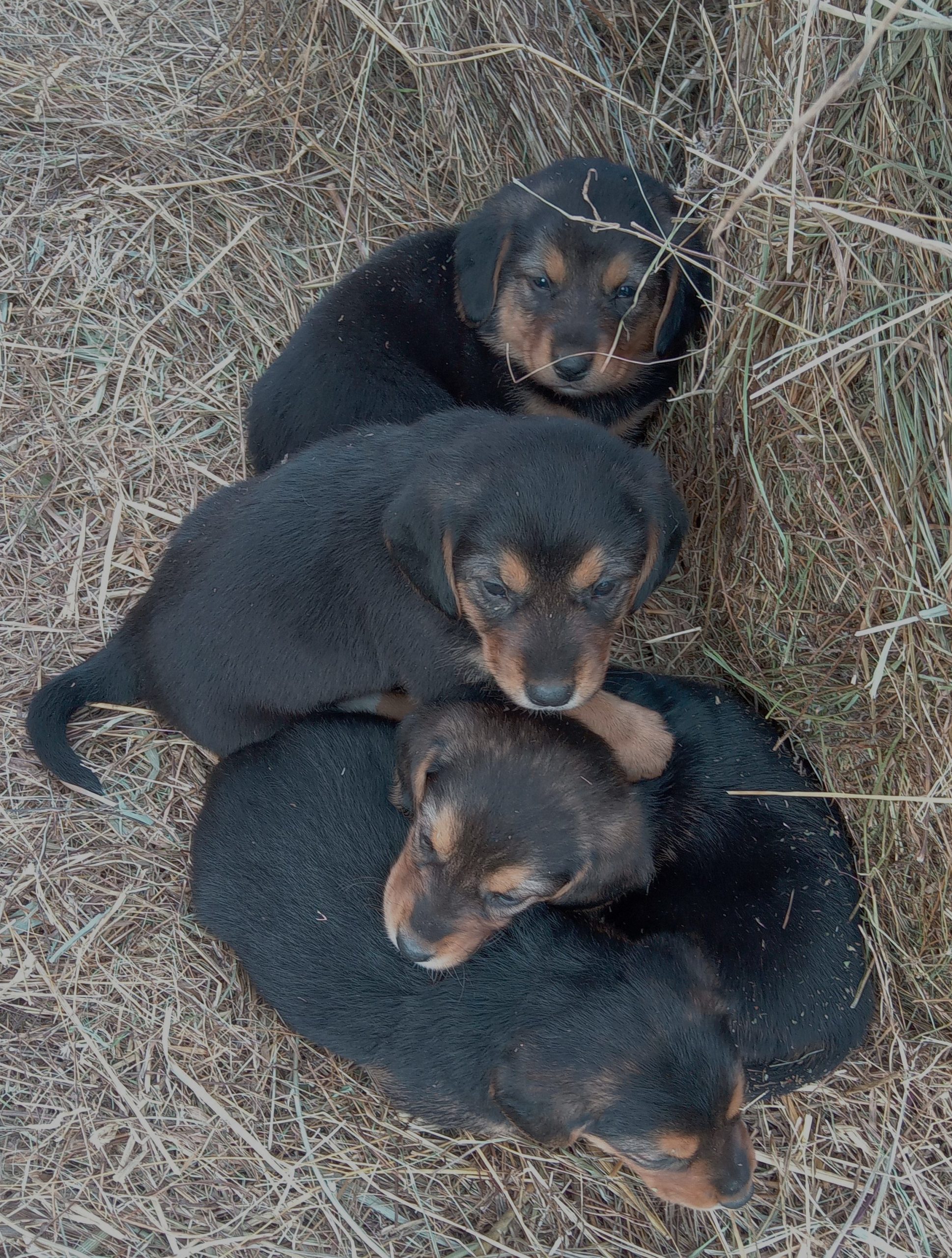 Poklanjam štenad Lovački Balkanac