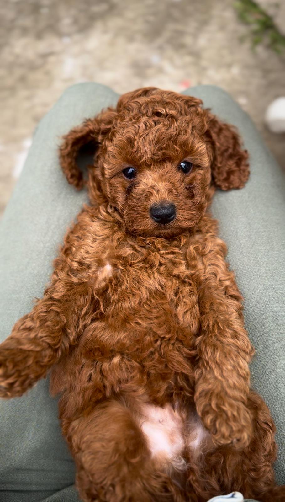 Crvena Toy Pudla muško štene