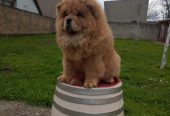 Na prodaju stene Chow Chow prelepog