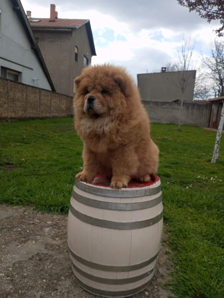 Na prodaju stene Chow Chow prelepog