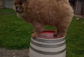 Na prodaju stene Chow Chow prelepog
