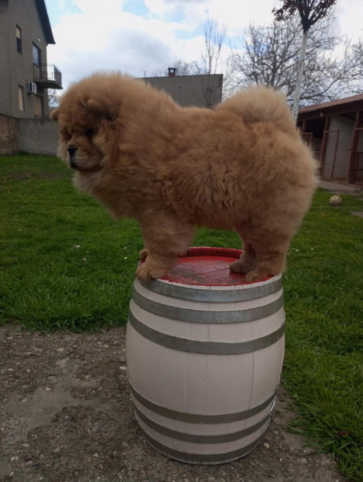 Na prodaju stene Chow Chow prelepog
