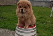 Na prodaju stene Chow Chow prelepog