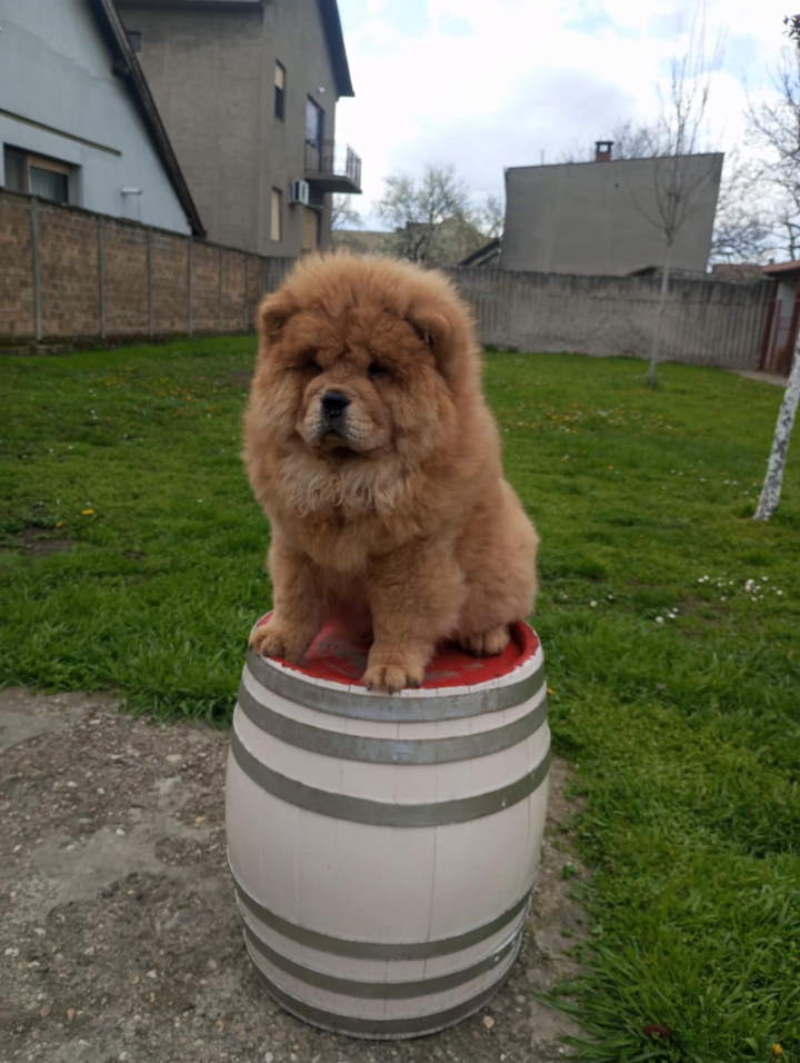 Na prodaju stene Chow Chow prelepog