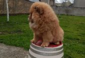 Na prodaju stene Chow Chow prelepog