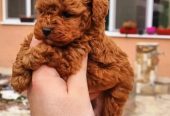 Teddy bear toy PUDLE – malene, prelepe