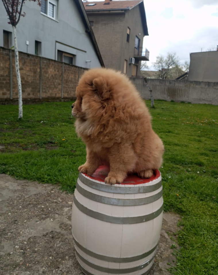 Na prodaju stene Chow Chow prelepog