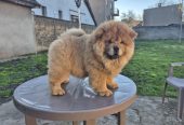 Na prodaju stene Chow Chow prelepog