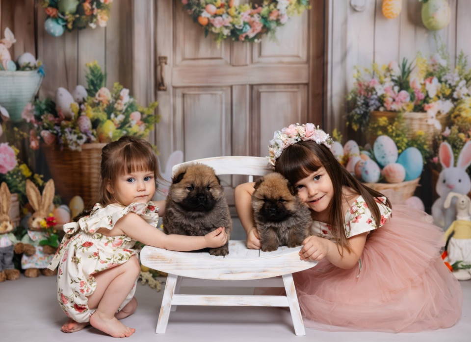 CHOW CHOW stenci