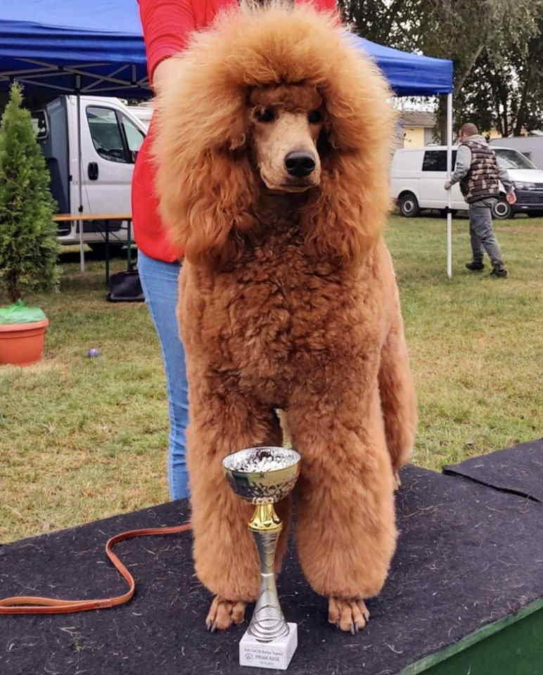 Kraljevske PUDLE dva decaka