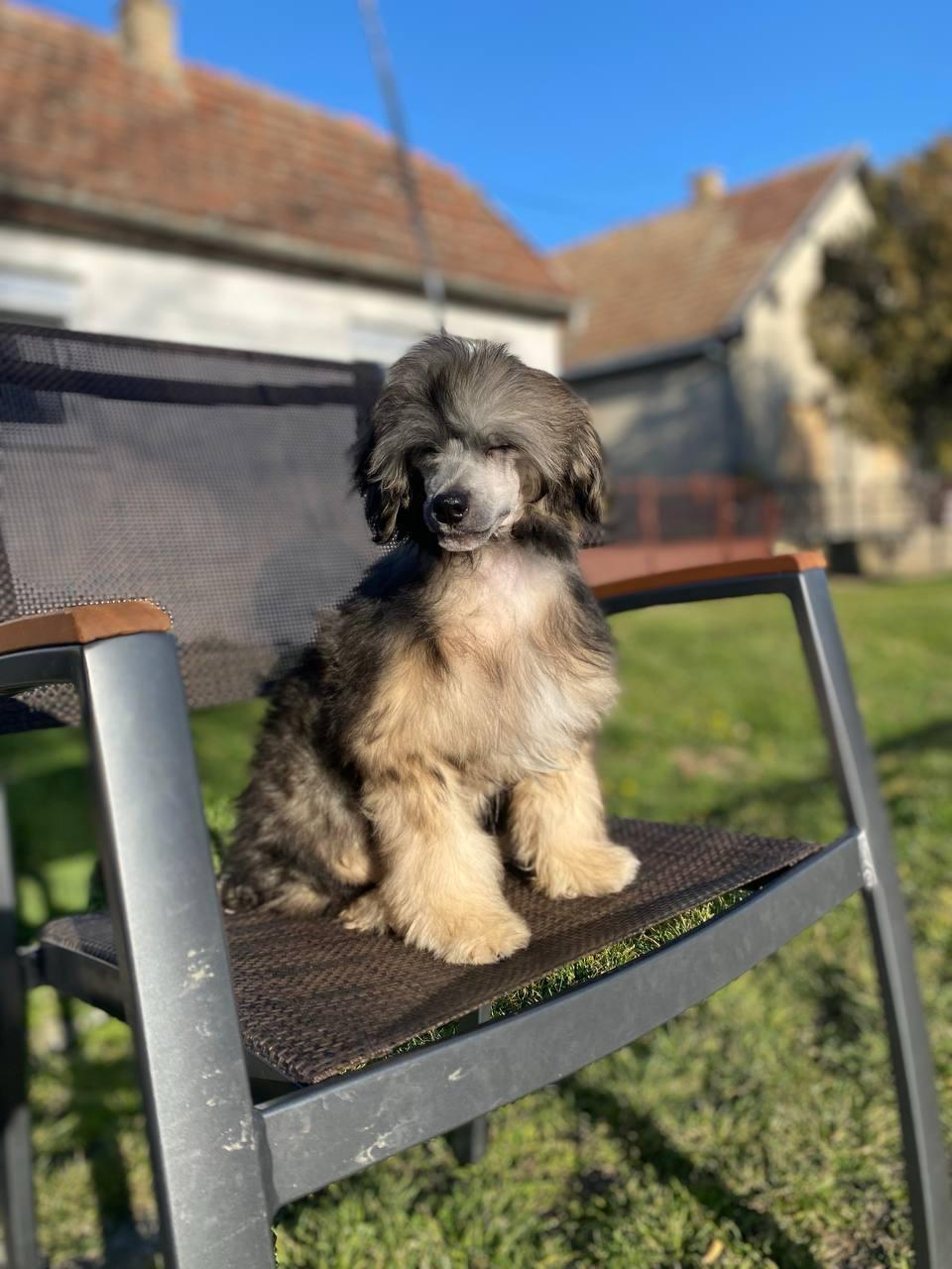 Kineski ćubasti pas muško štene