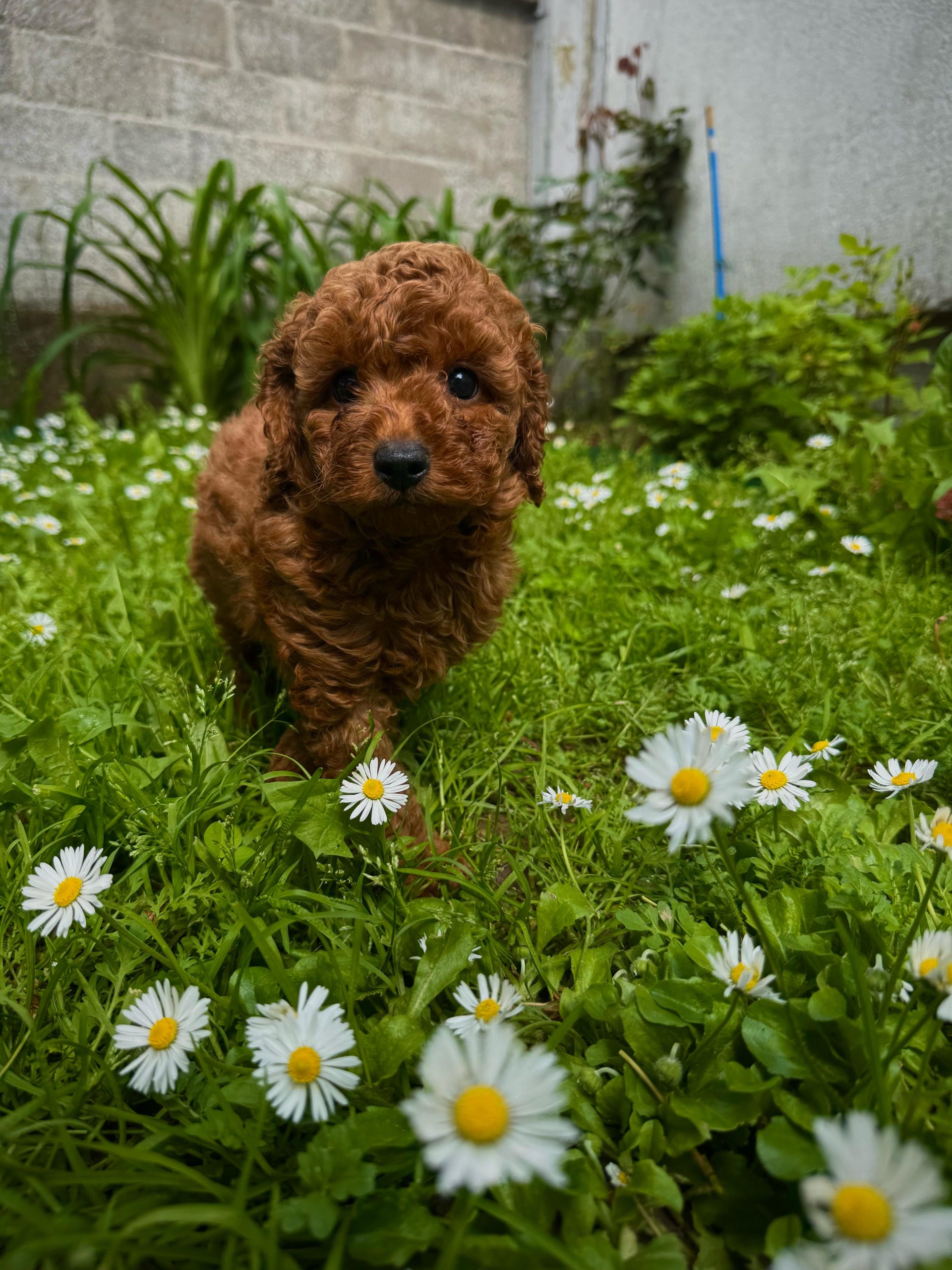 Crvena Toy Pudla muško štene