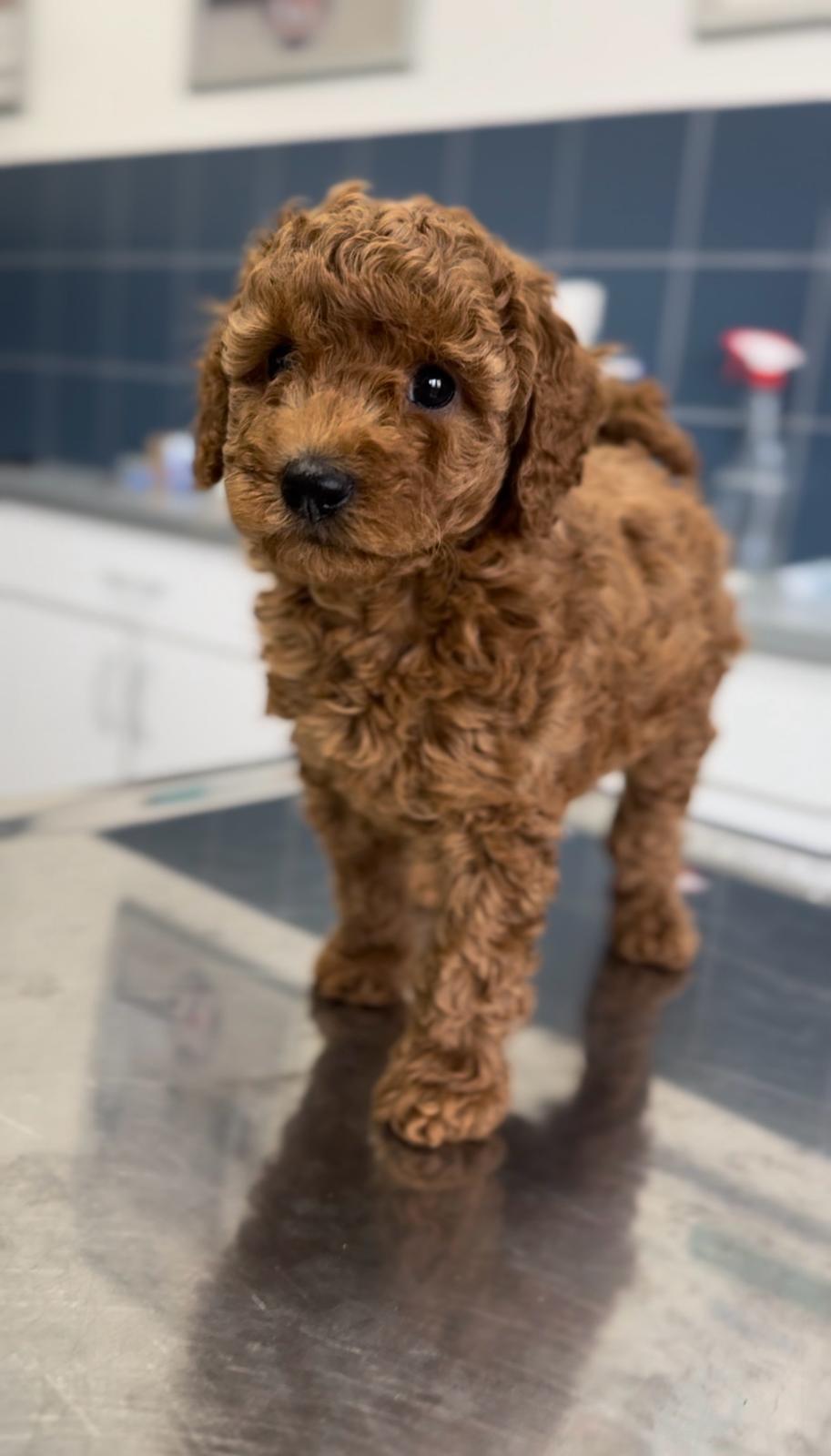 Crvena Toy Pudla muško štene