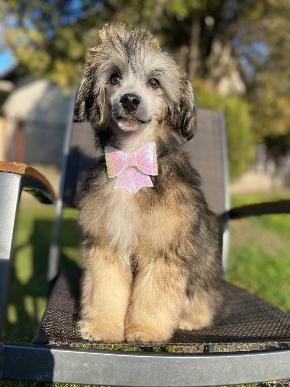 Kineski ćubasti pas muško štene