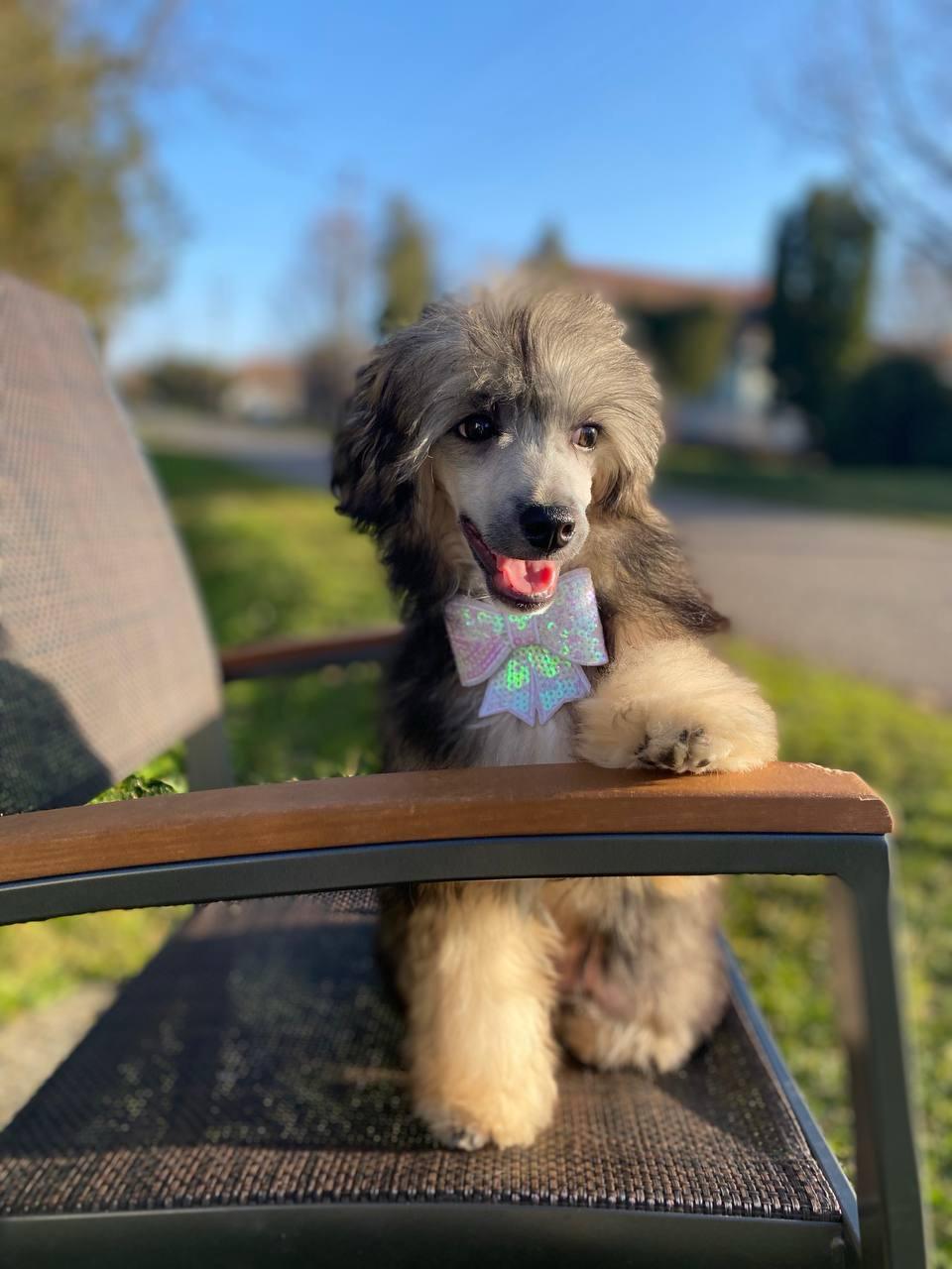 Kineski ćubasti pas muško štene