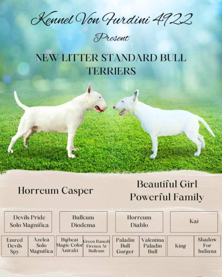 Izuzetna štenad standard bulterijera