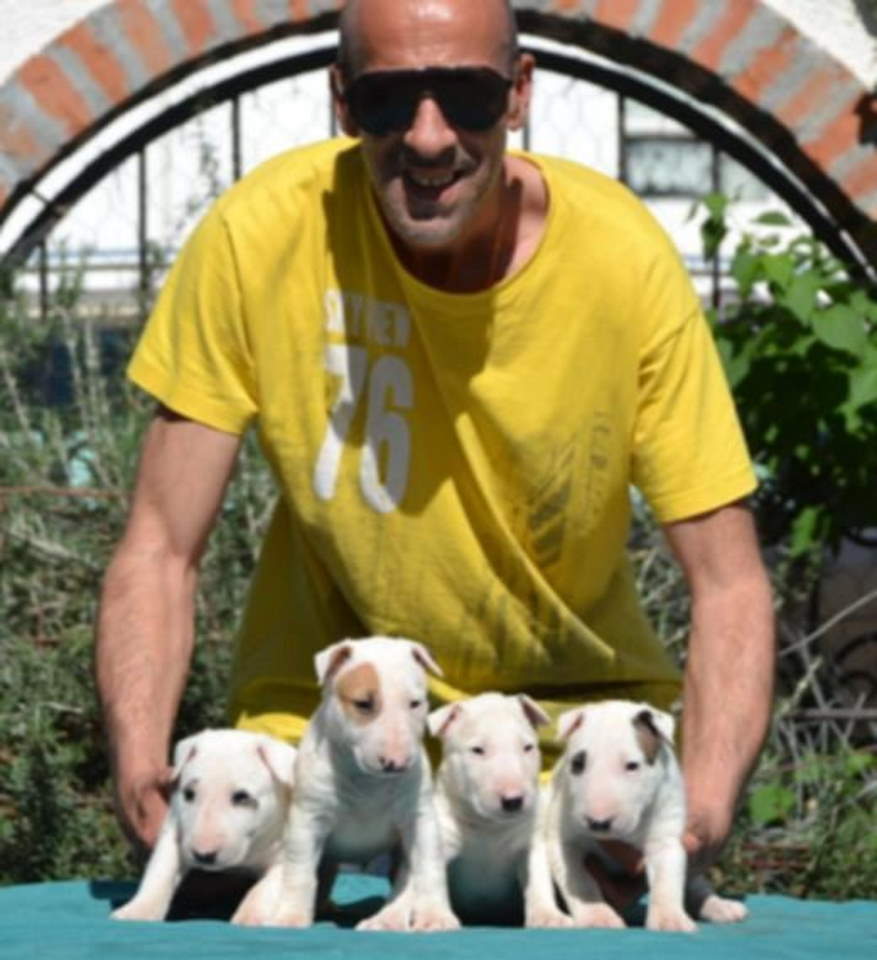 Izuzetna štenad standard bulterijera