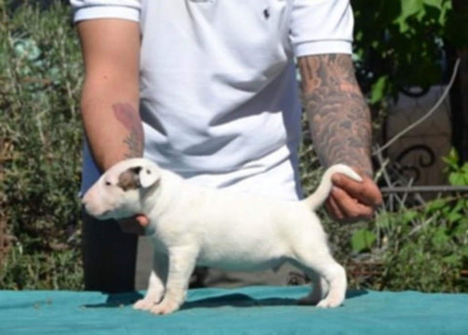 Izuzetna štenad standard bulterijera