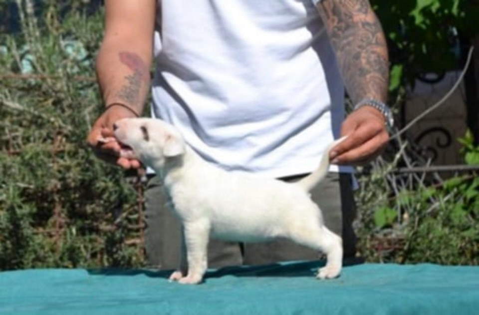 Izuzetna štenad standard bulterijera