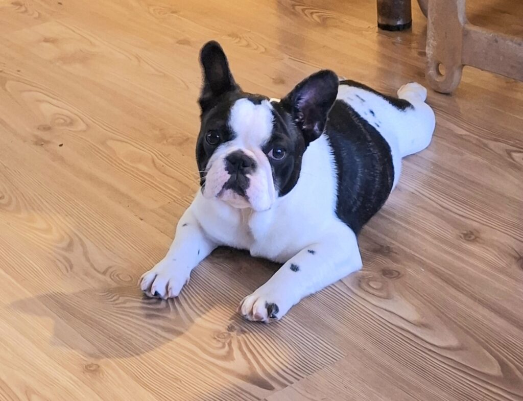 Francuski Buldog PRELEPO štene