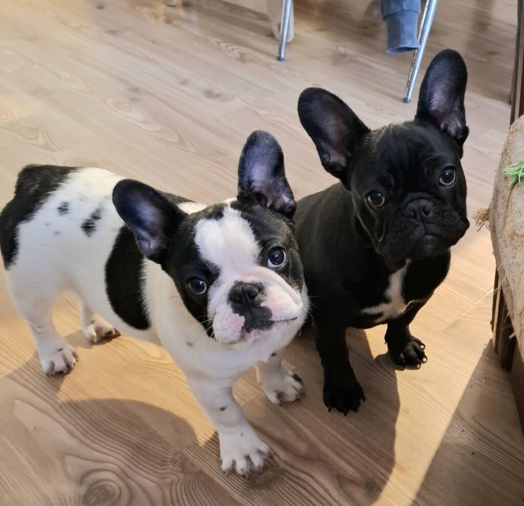 Francuski Buldog PRELEPO štene