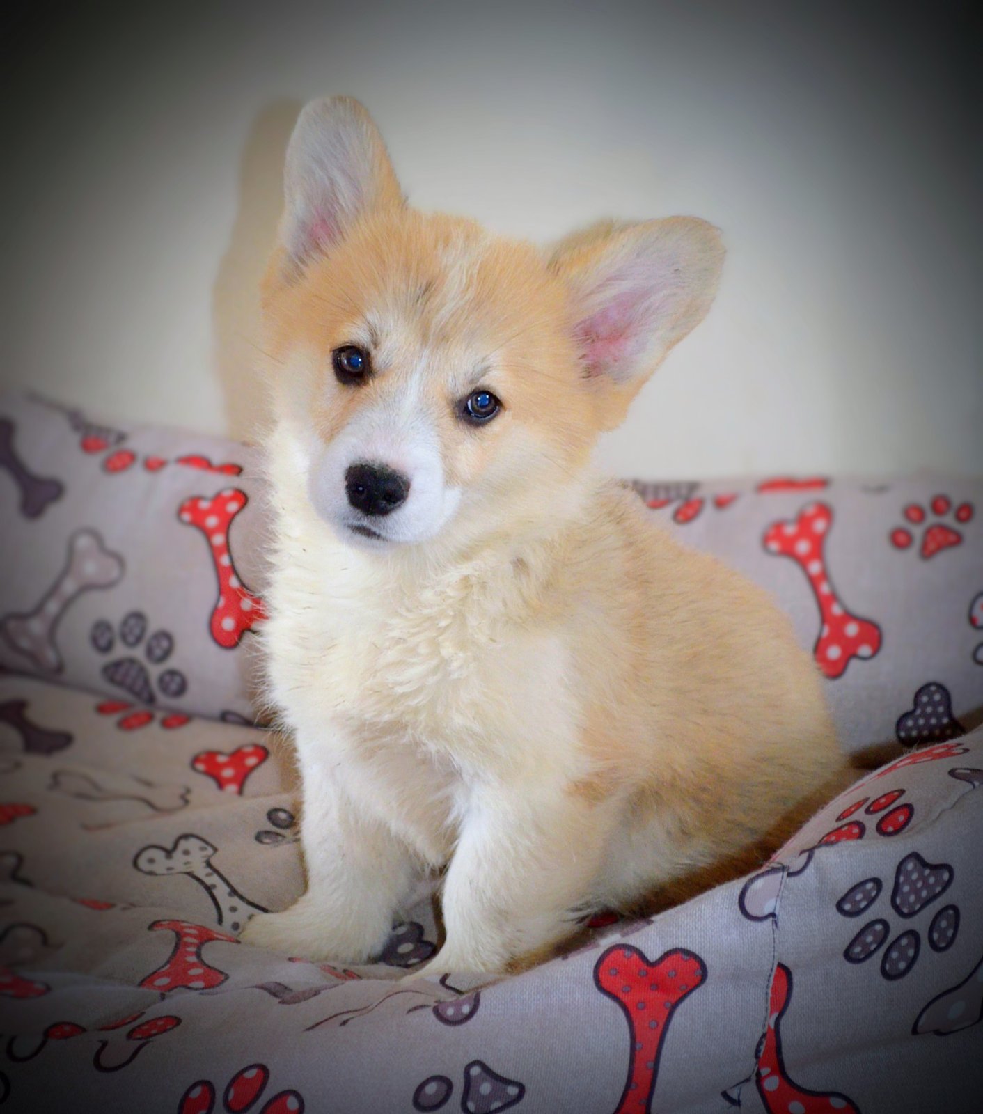 Velski Korgi Pembrok stenci