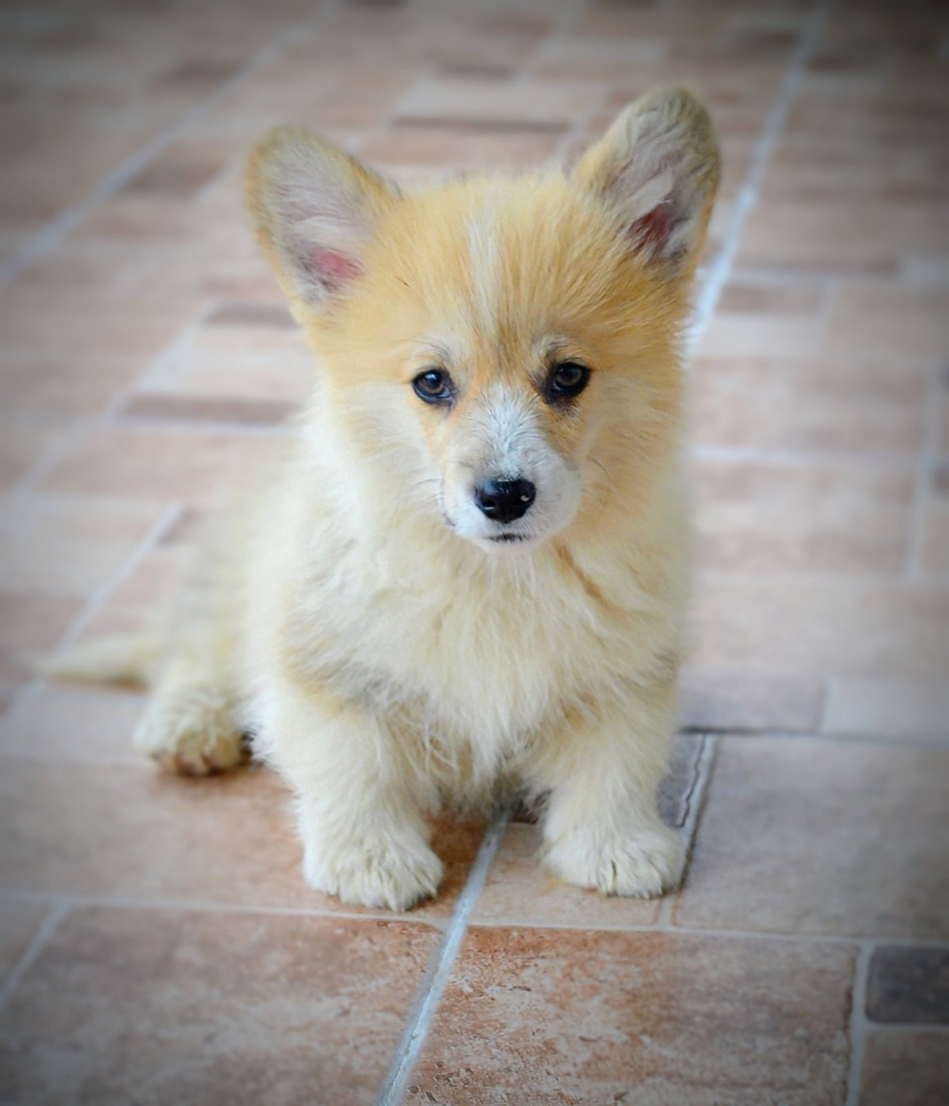 Velski Korgi Pembrok stenci