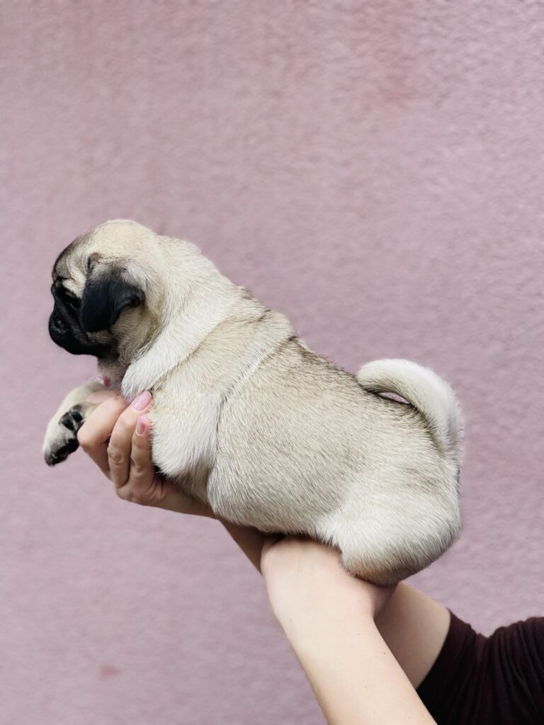 Mops žensko štene na prodaju
