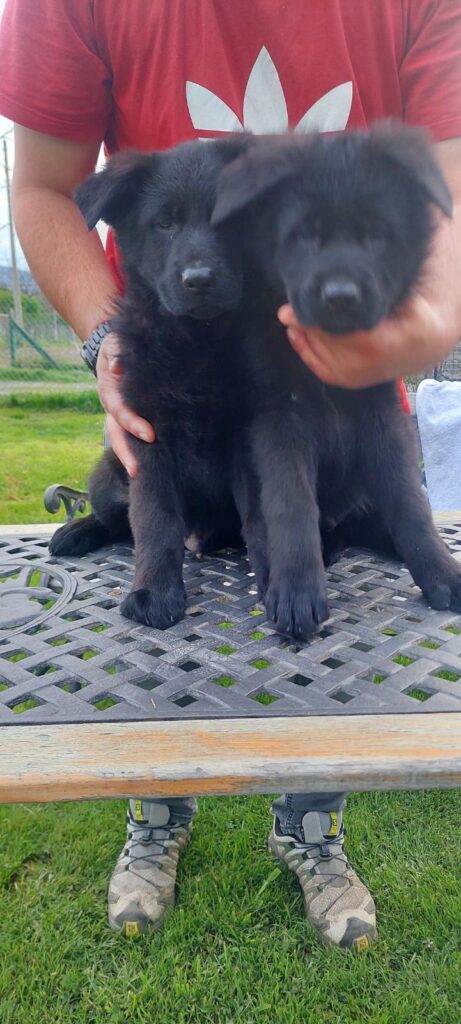 Nemački Ovčar štenci