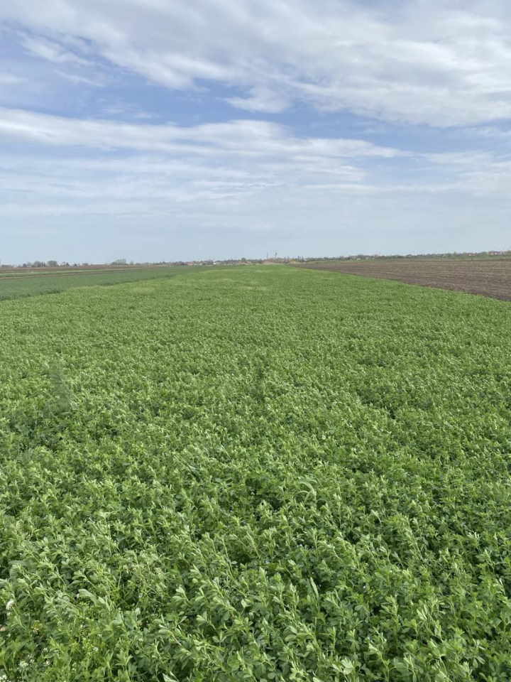 Poljoprivredno zemljiste 100m od puta NS ZR